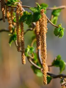 Heuschnupfen und Kontaktlinsen